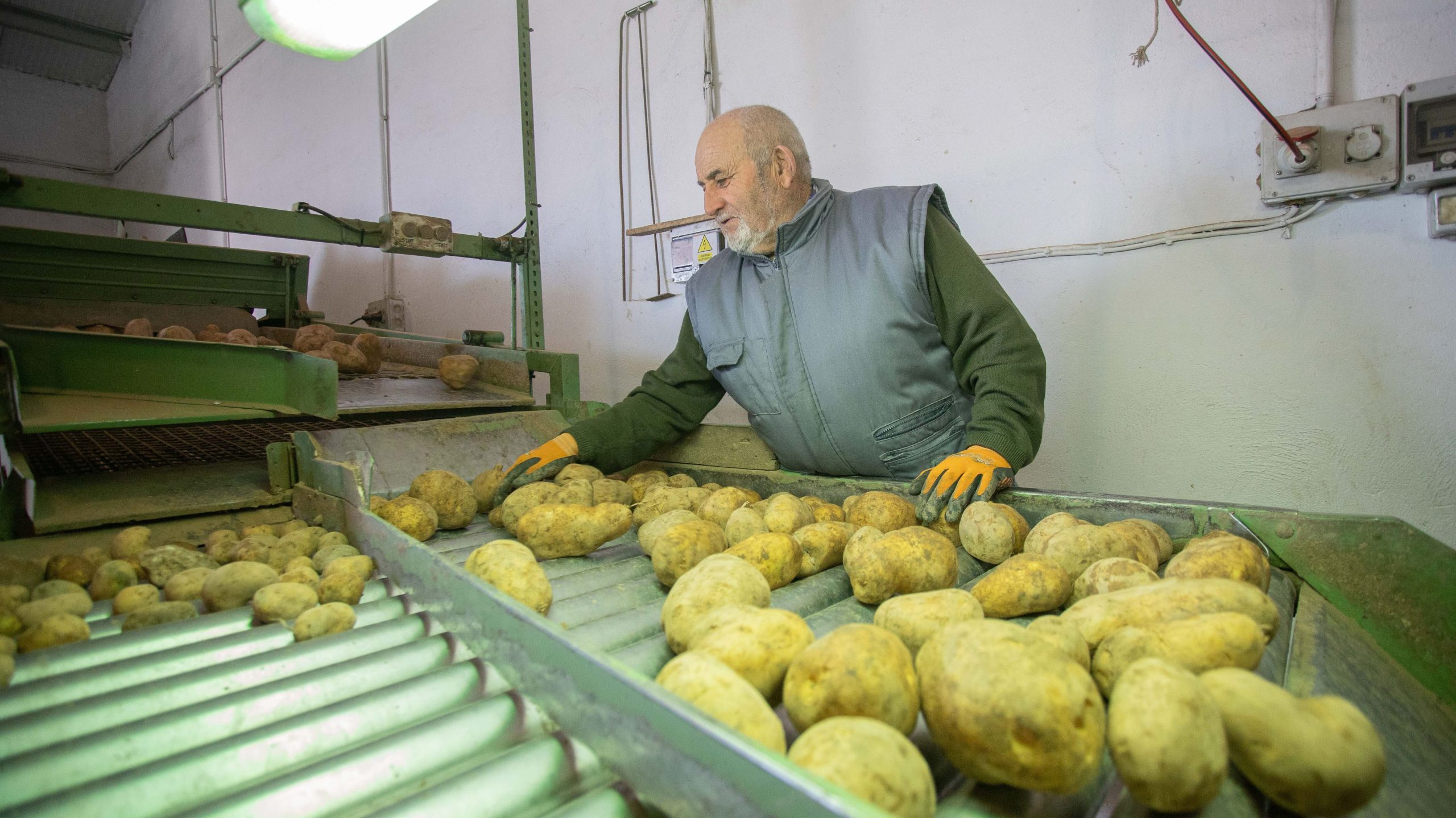Julián seleccionando las Patatas Tarsa