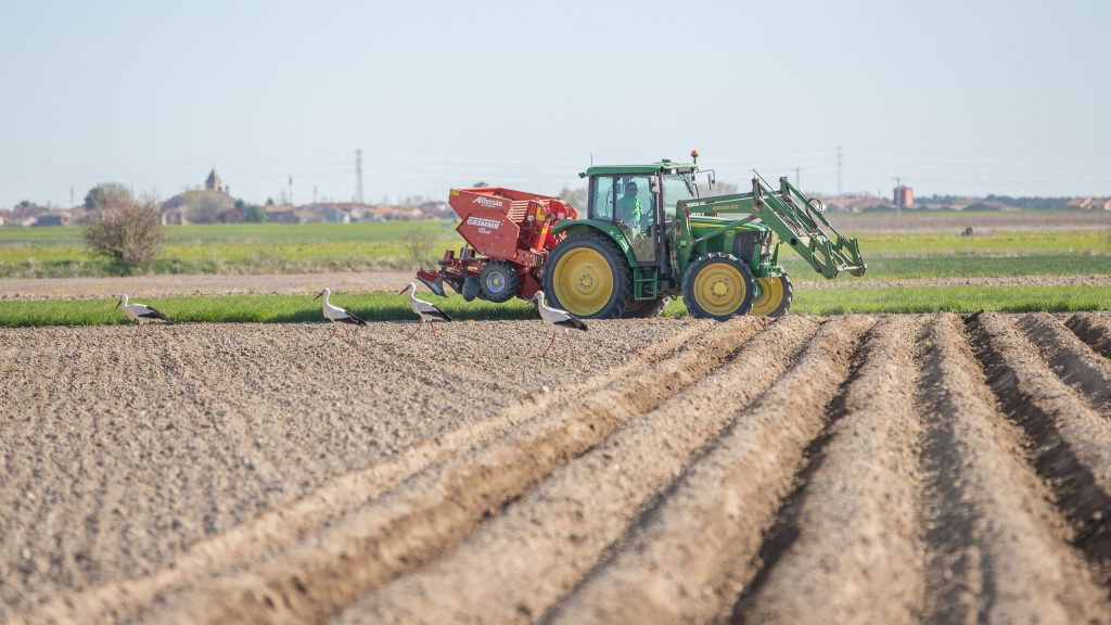 campo de patatas de Patatas Tarsa