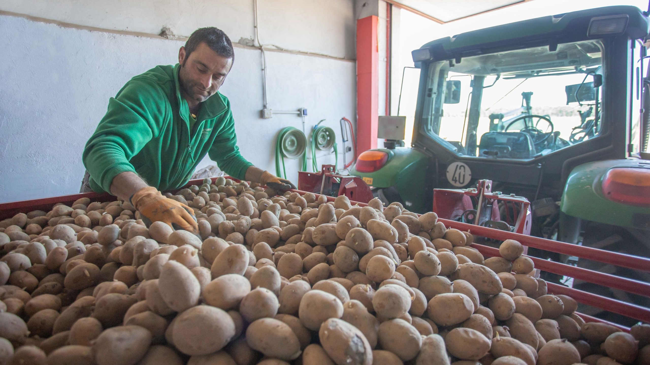 Semilla de patatas de siembra certificada de Patatas Tarsa 