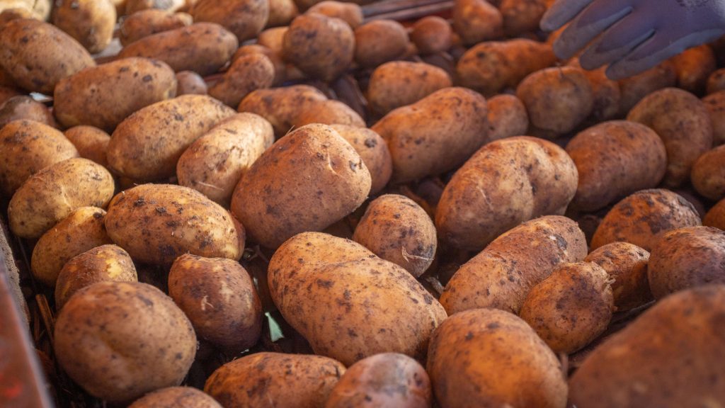 cosecha de patatas de Patatas Tarsa
