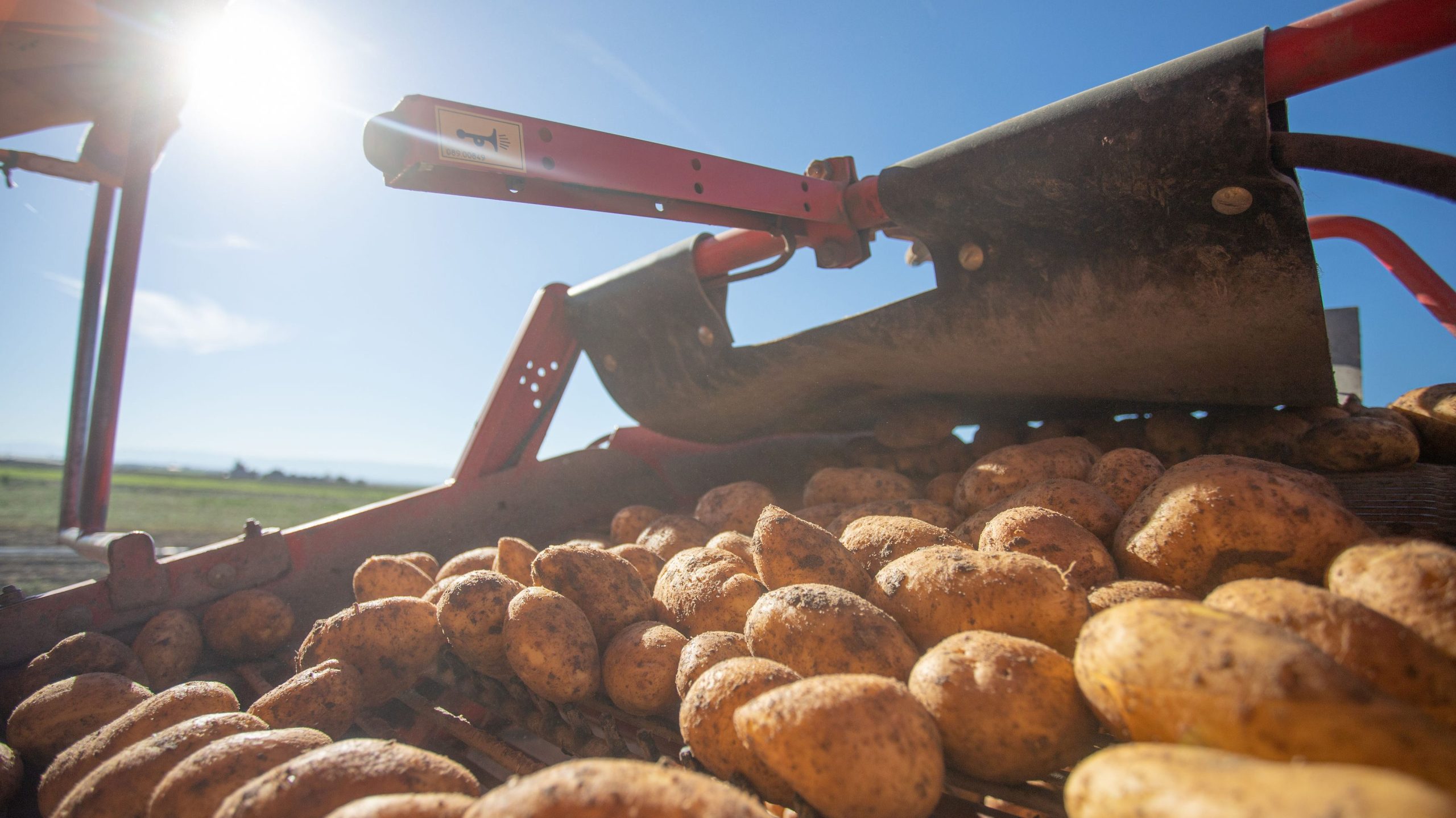 Patatas Tarsa cosechando, cómo se cultiva lo que comes