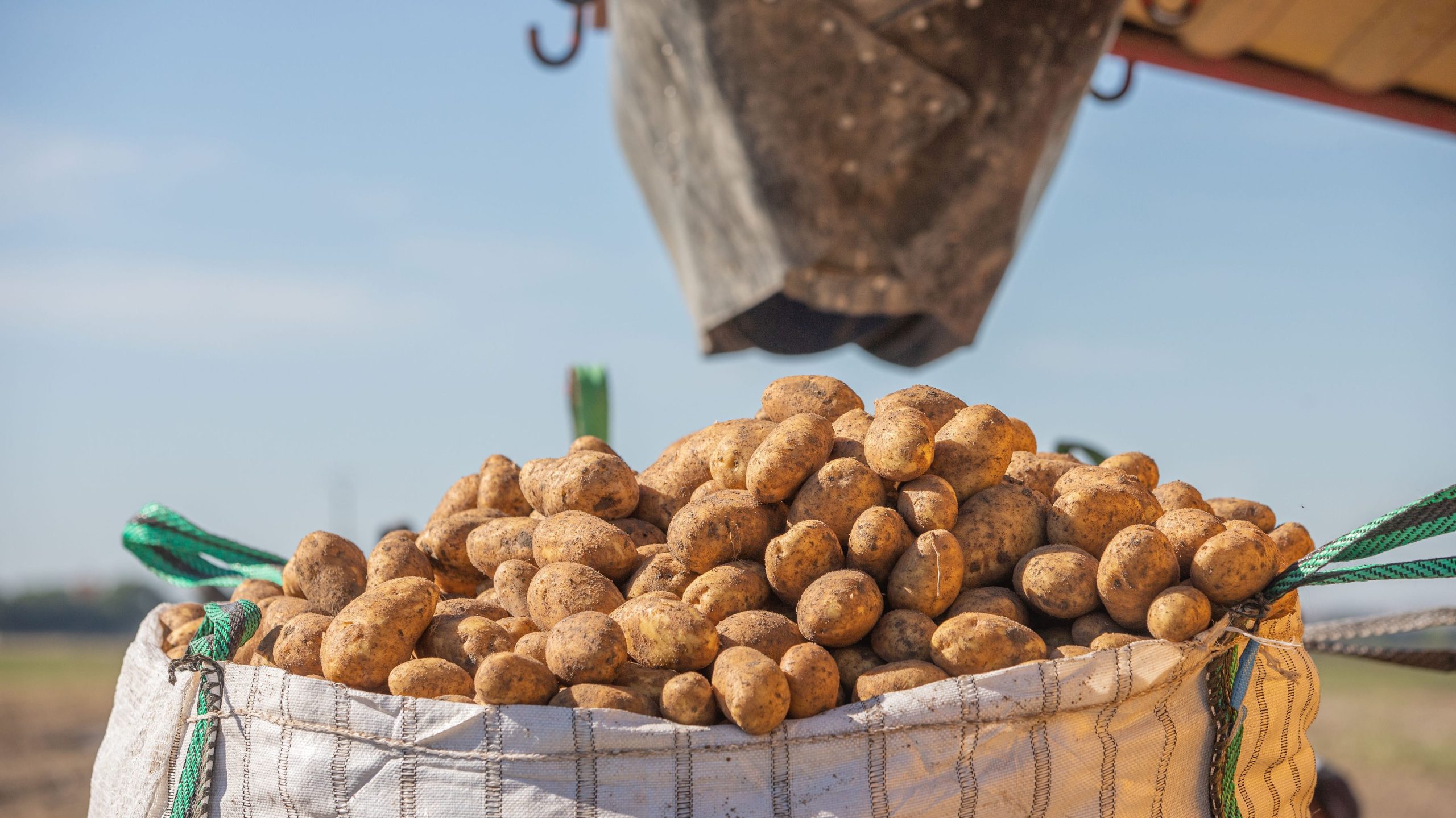 Patatas nuevas recién cosechadas de Patatas Tarsa