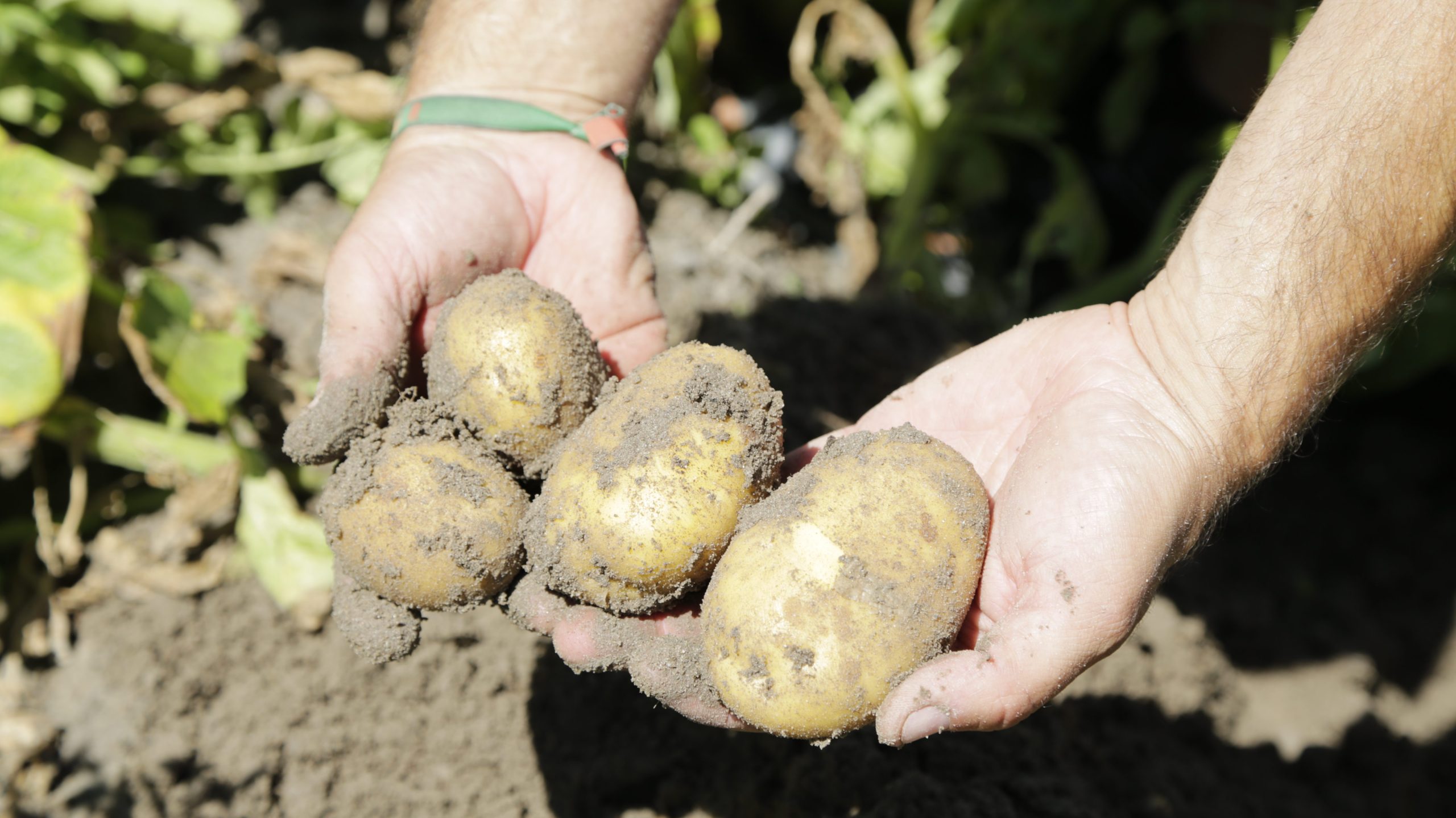 Patata regenerativa de Patatas Tarsa