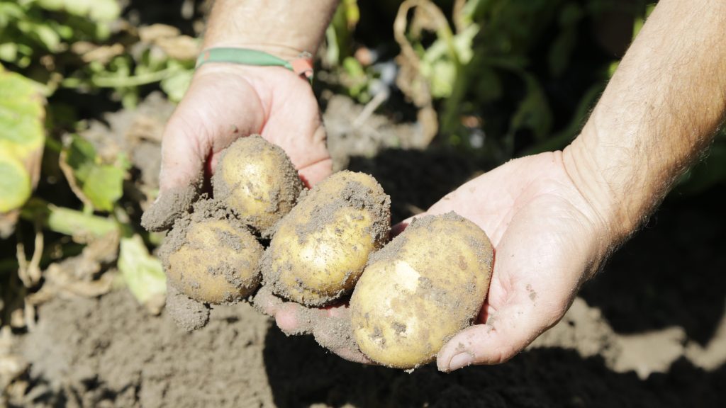Patatas agria de Patatas Tarsa sanas sin mildiu y tratadas con septum y sin agroquímicos