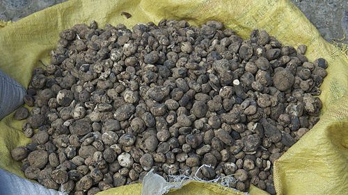 chuño peruano, historia de la conservación de las  patatas