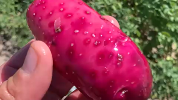 Patata rosa Lily Rose de Patatas Tarsa