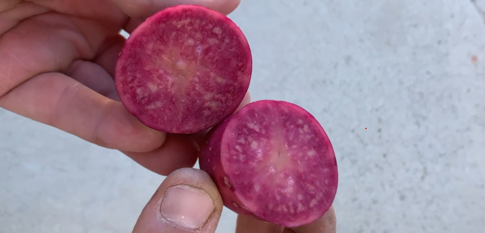 Patata rosa Lily Rose de Patatas TArsa