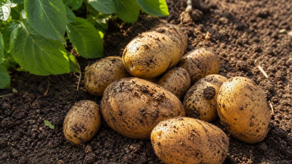 Es mejor guardar las patatas con tierra - Patatas Tarsa