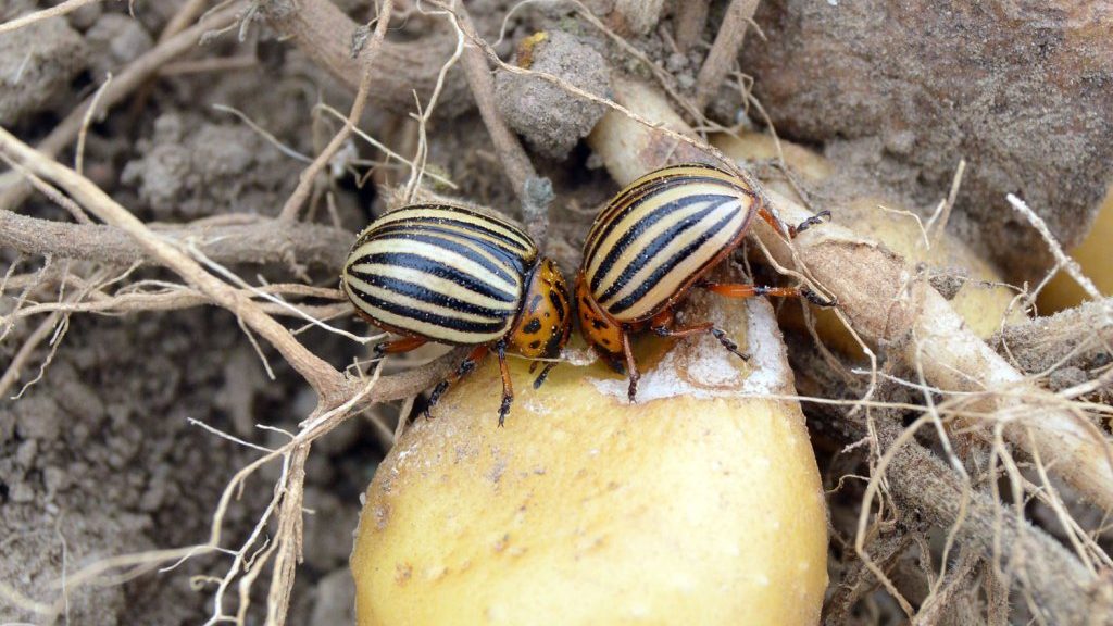 escarabajo, patata y trofobiosis