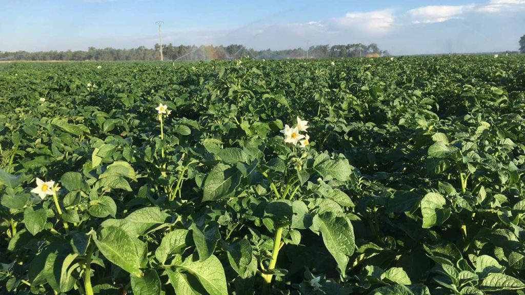 Patatas en flor de Patatas Tarsa con agricultura de conservación porque no siempre se ha hecho así