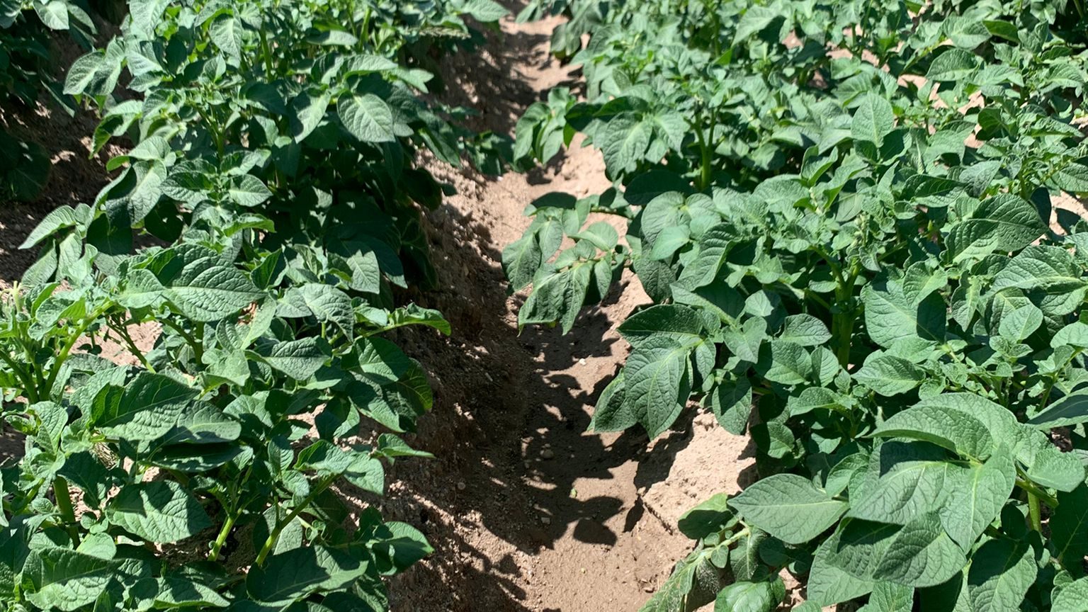 Cultivo de patatas de Patatas Tarsa