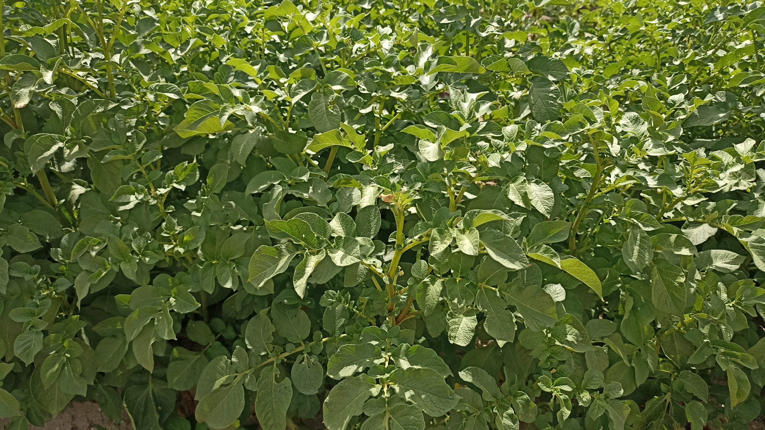 Patatas Tarsa lucha contra el cambio climático con su manera de practicar la agricultura