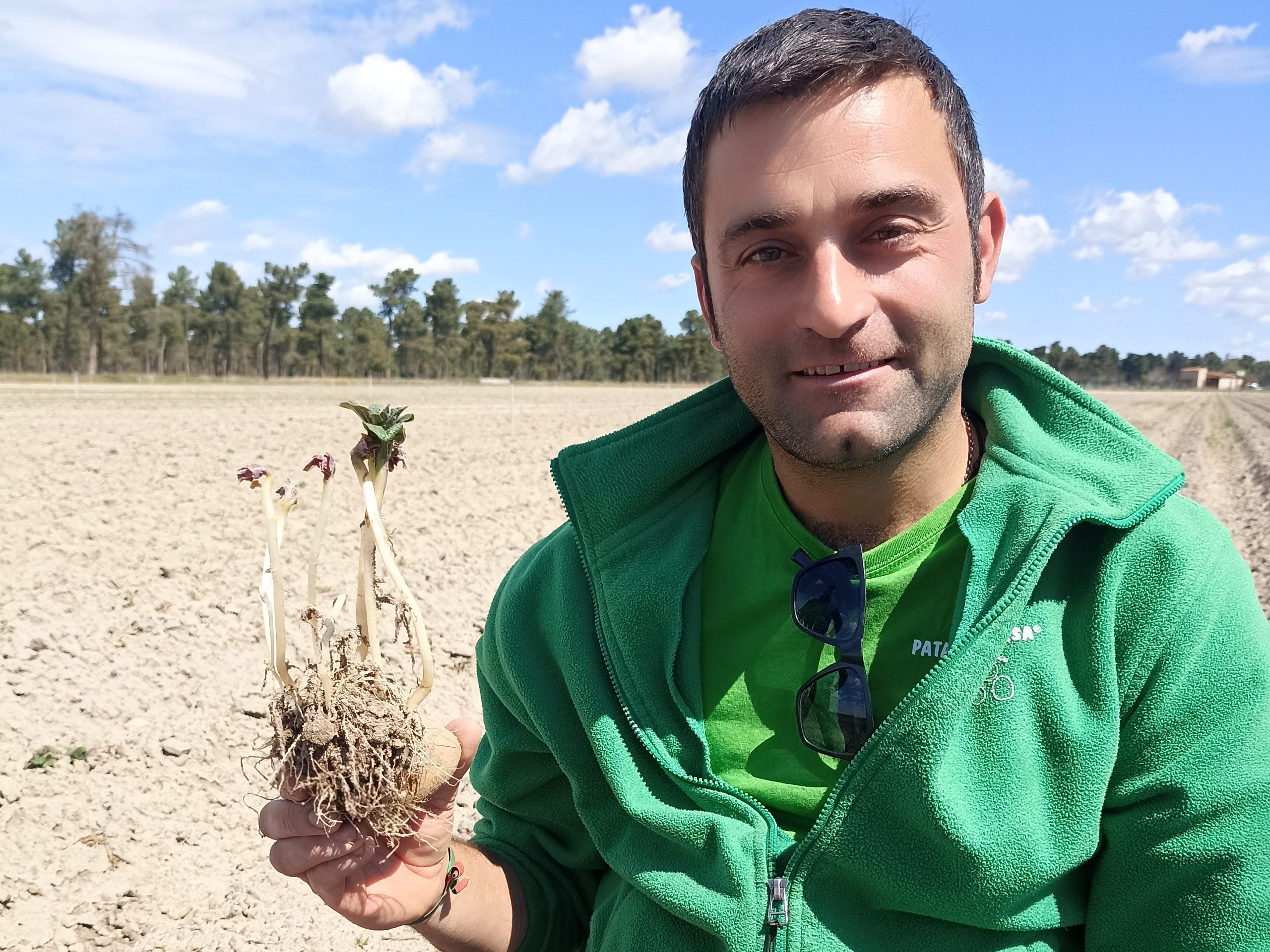 desarrollo radicular de patatas tarsa con potasio desbloqueado con radisei