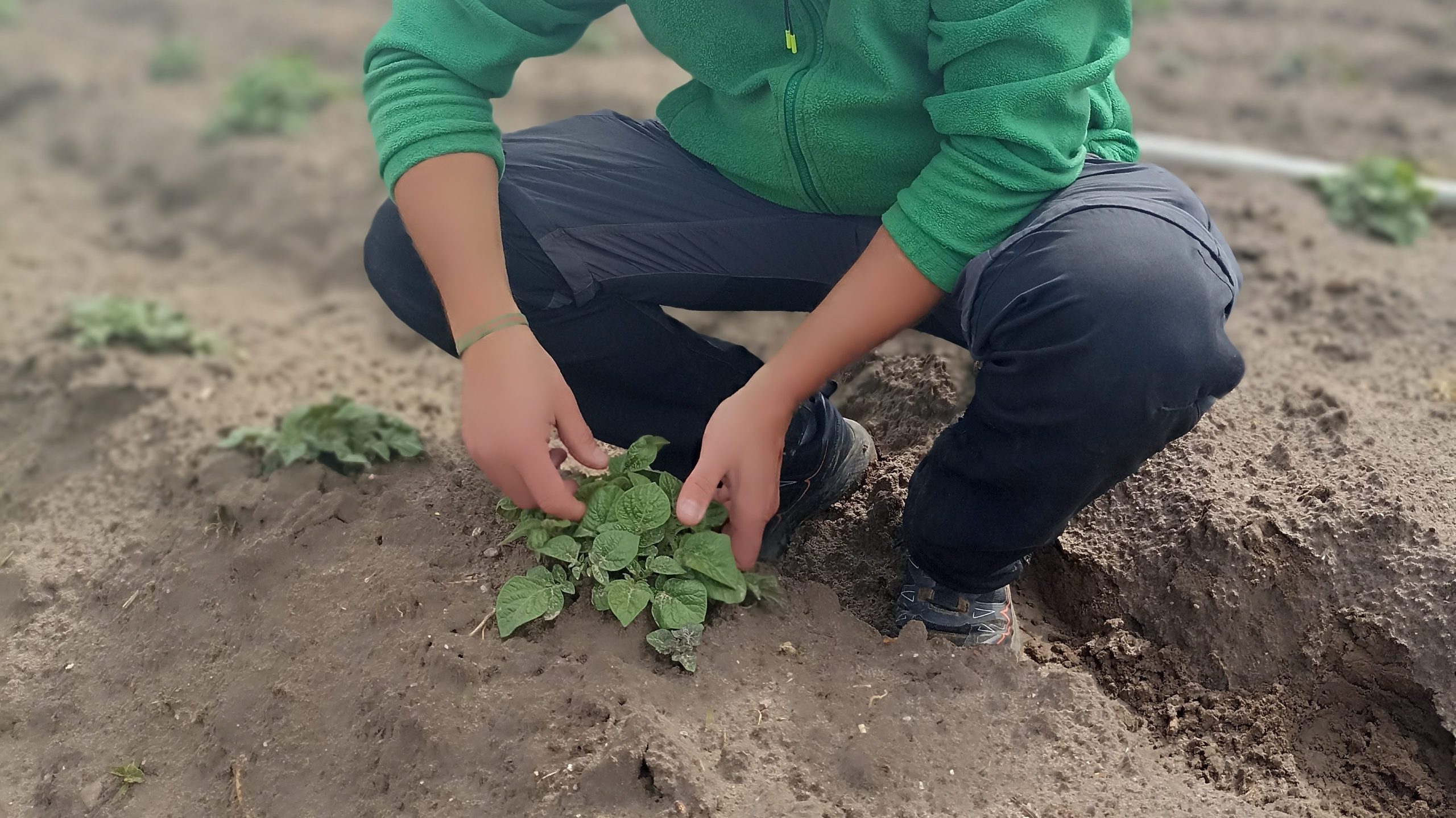 Óscar de Patatas Tarsa cultiva con agricultura regenerativa las patatas agria