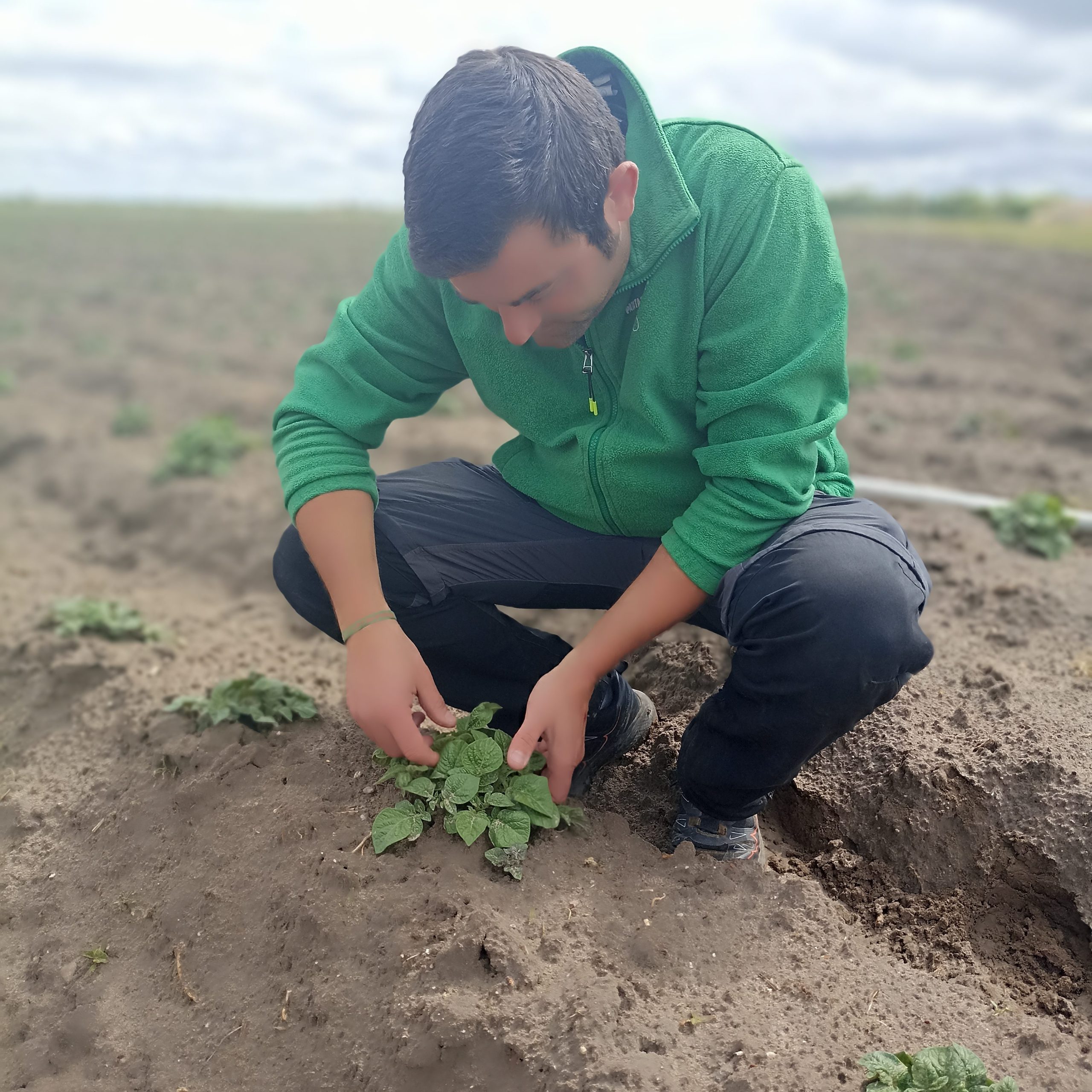 Suelos fértiles de Patatas Tarsa