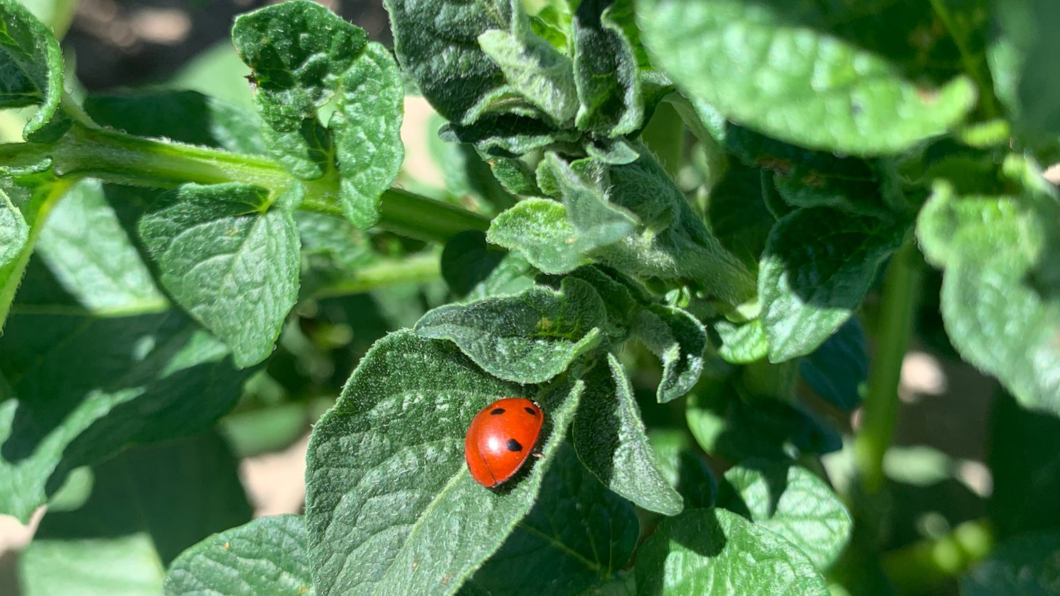 Mariquita en planta de la patata con septum