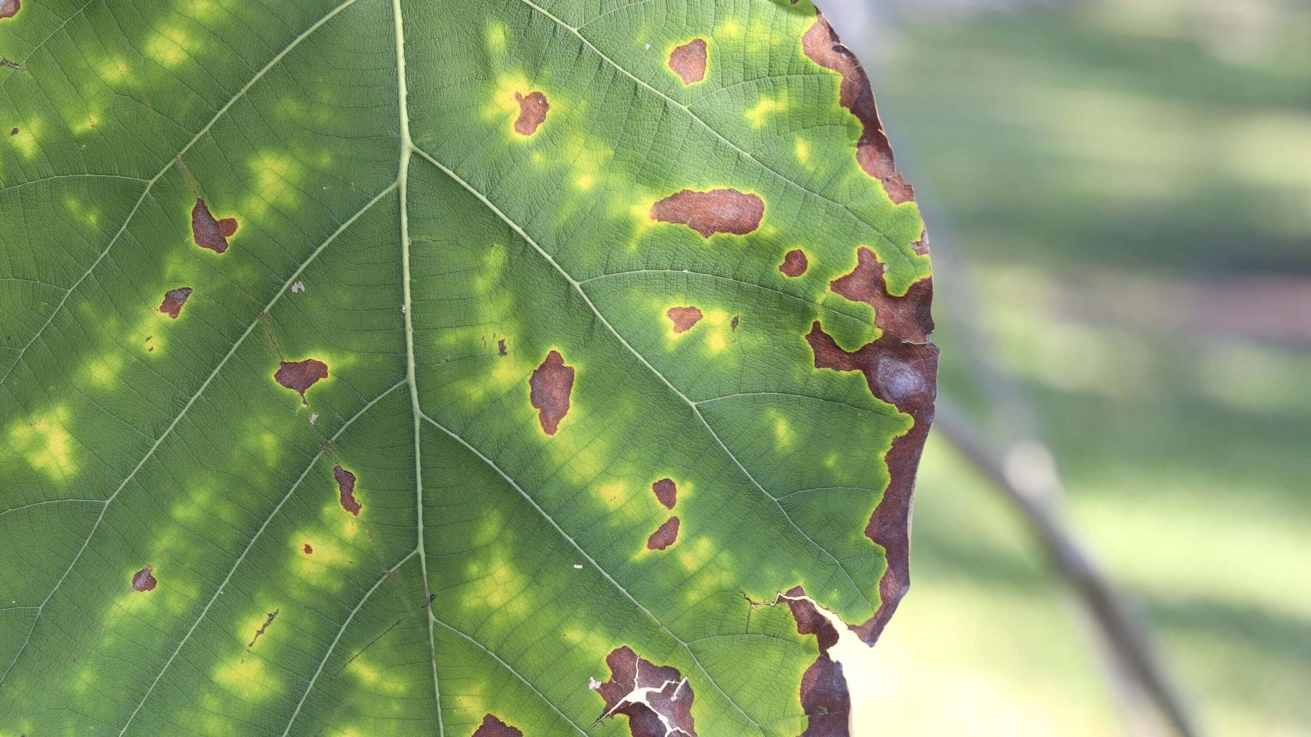 Hoja con mildiu no tratada con septum