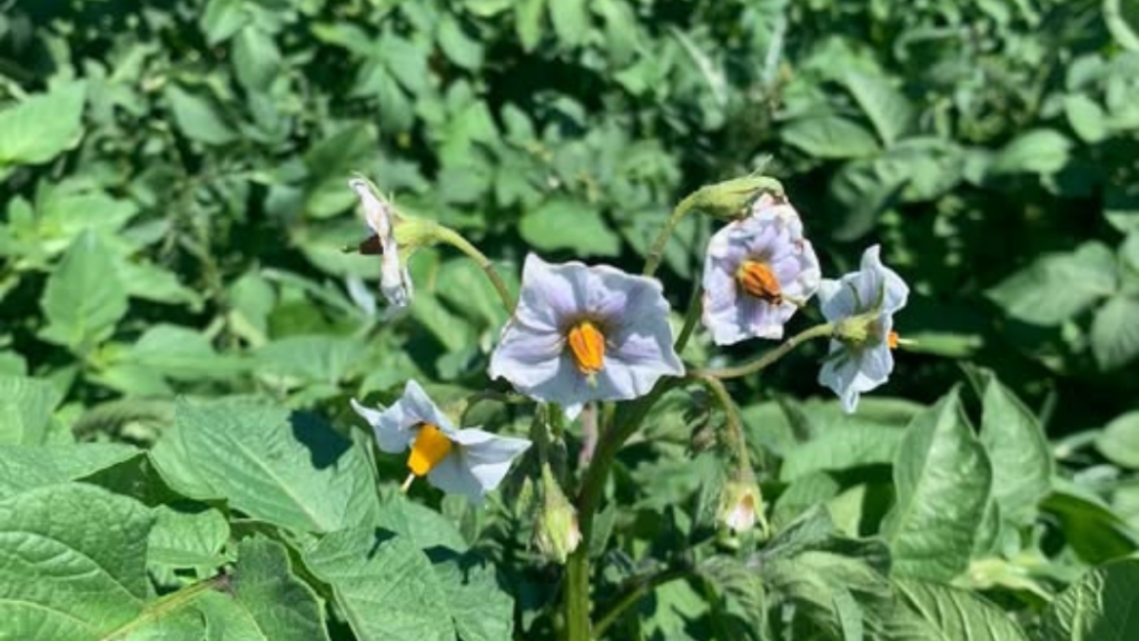 La importancia de la sanidad vegetal en los cultivos de Patatas Tarsa