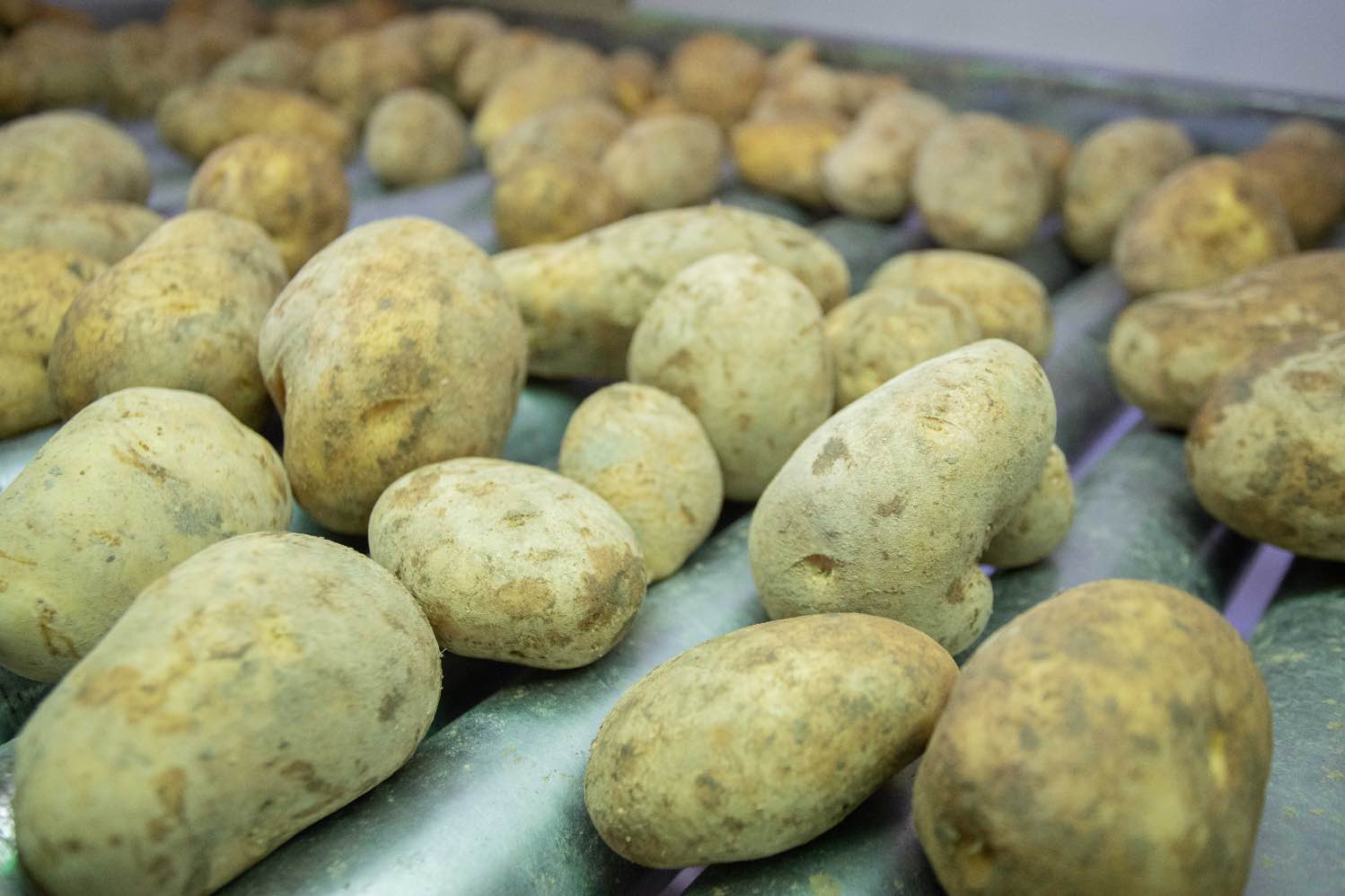 Patatas de conservación de Patatas Tarsa