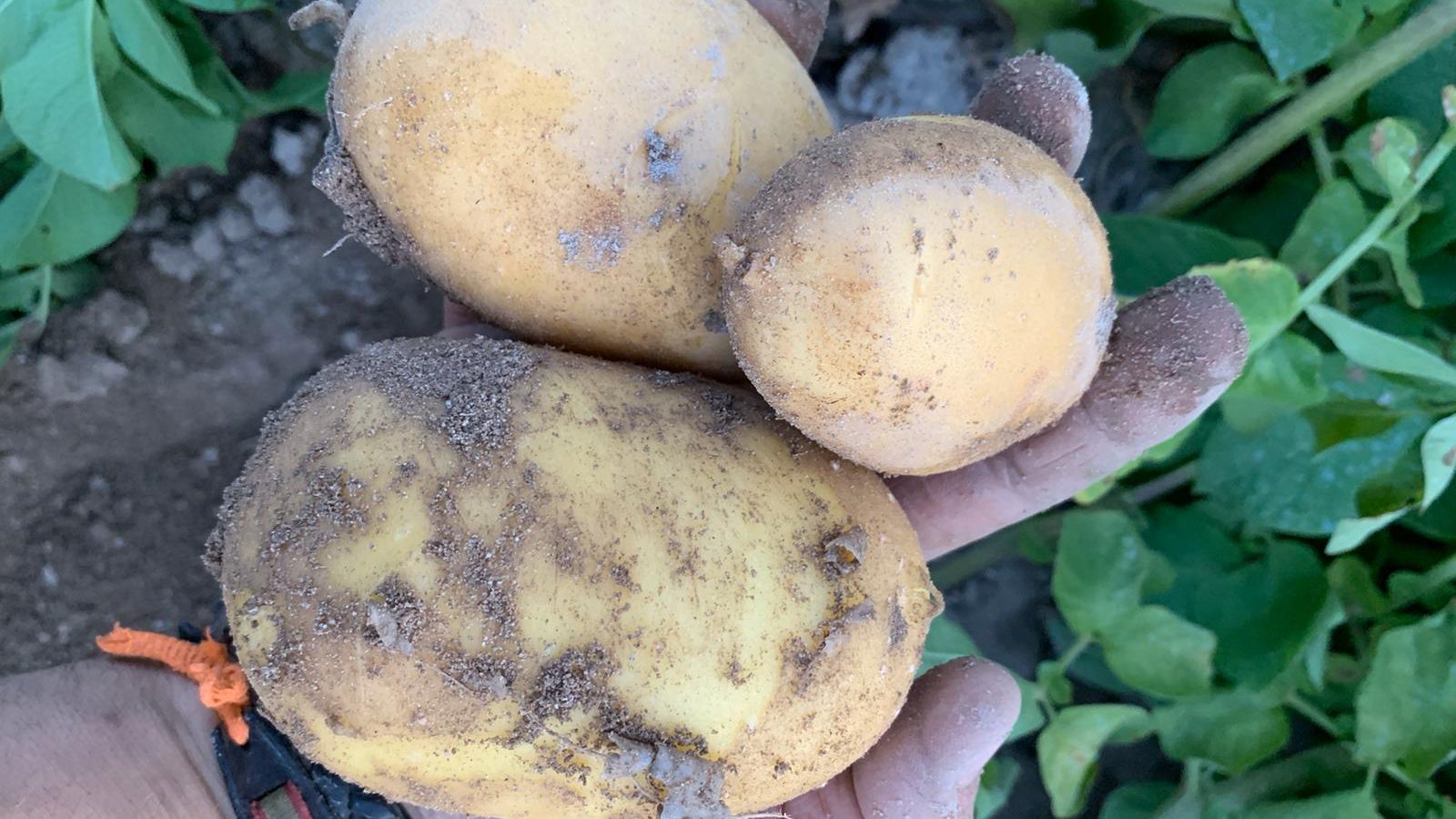 Patatas con antioxidantes de Patatas Tarsa fruto de emprender
