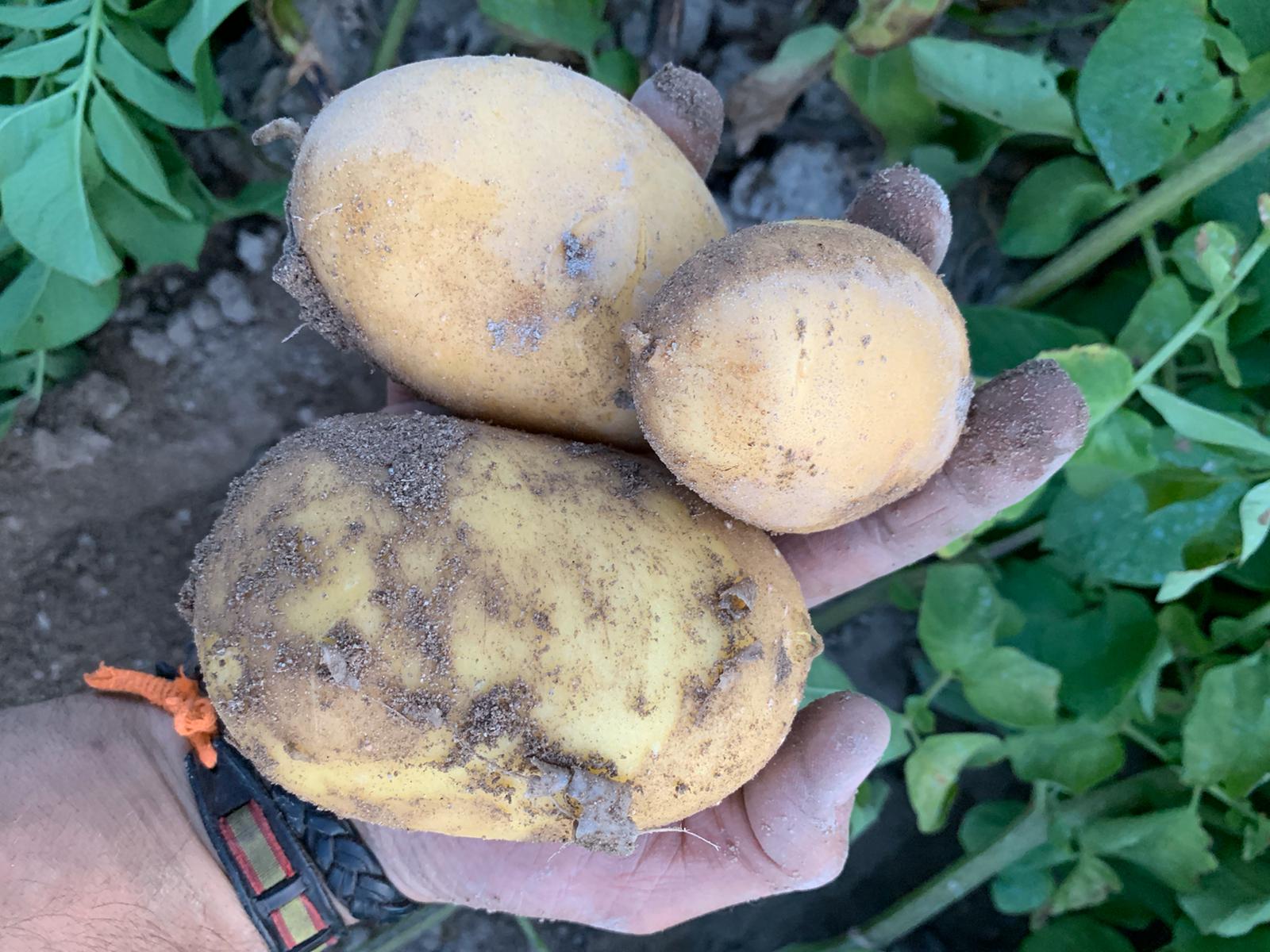 Patatas con antioxidantes de Patatas Tarsa
