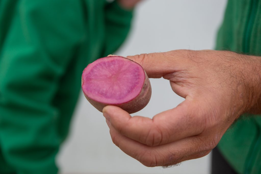 Patata rosa de Patatas Tarsa