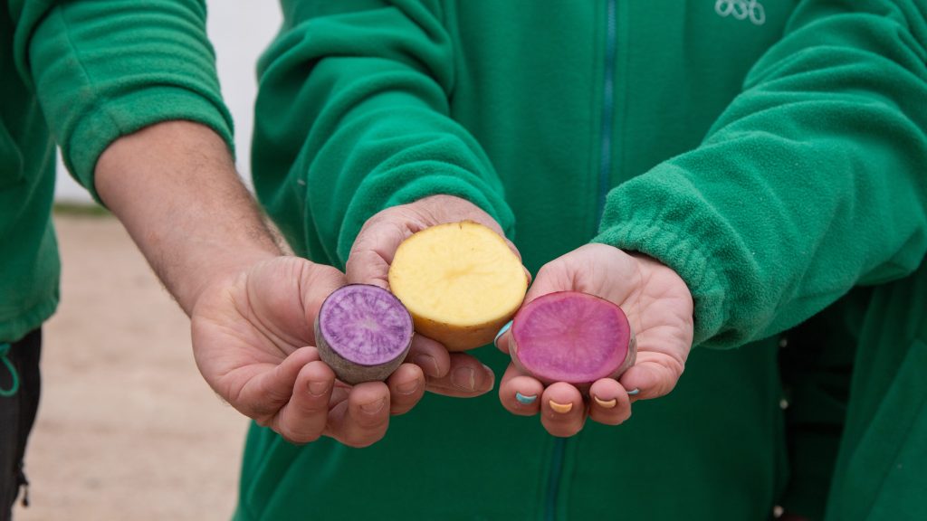Patata agria, violeta y rosa de Patatas Tarsa cultivadas con agricultura regenerativa de la cosecha 