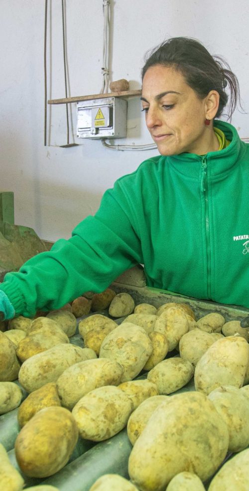 Gema de Patatas Tarsa seleccionando las Patatas de Pinarnegrillo