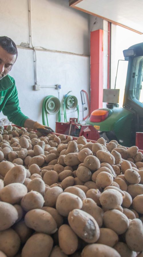 Óscar cargando las patatas de siembra en la sembradora