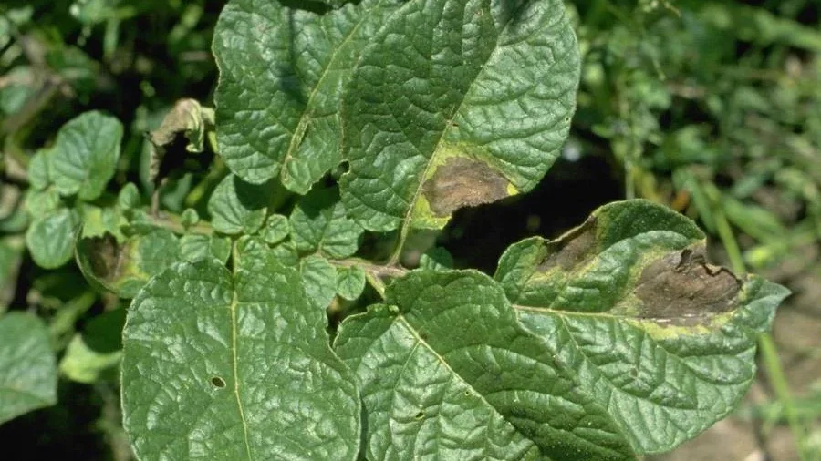 Planta de patata con alternaria no tratada con septum