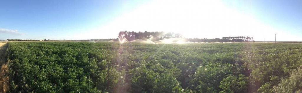 Patatas Tarsa regando las patatas