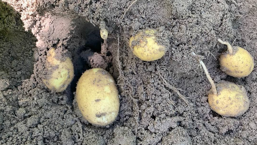 Patatas creciendo en el suelo de Pinarnegrillo